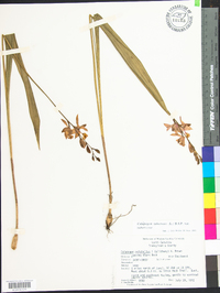 Calopogon tuberosus var. tuberosus image