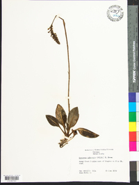 Goodyera pubescens image