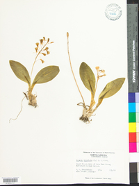 Liparis liliifolia image