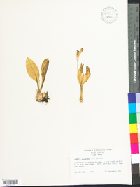 Liparis liliifolia image