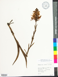 Platanthera ciliaris image