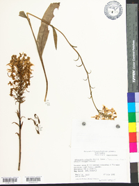 Platanthera ciliaris image