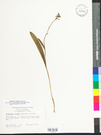 Platanthera clavellata image