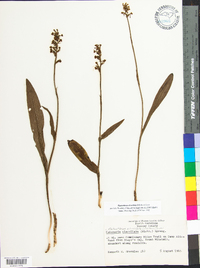 Platanthera clavellata image