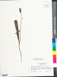 Platanthera clavellata image