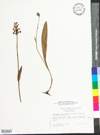 Platanthera clavellata image