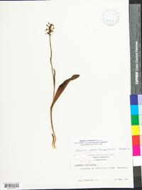 Platanthera clavellata image