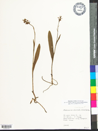 Platanthera clavellata image