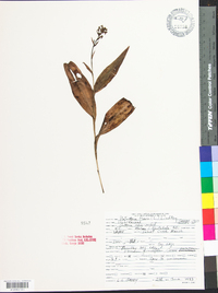 Platanthera flava image