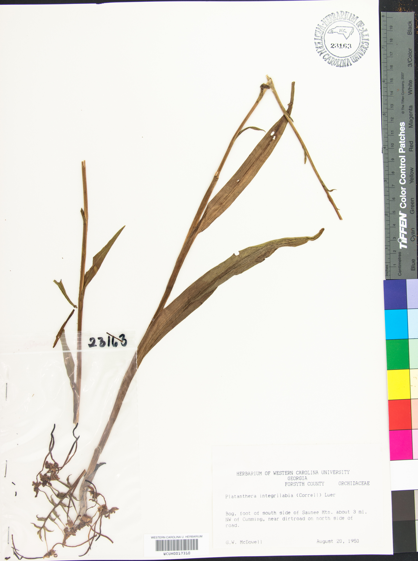 Platanthera integrilabia image