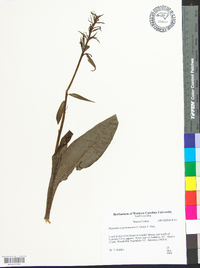 Platanthera peramoena image