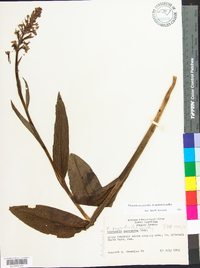 Platanthera psycodes image