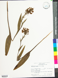 Platanthera ciliaris image