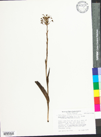 Platanthera ciliaris image