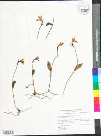 Pogonia ophioglossoides image