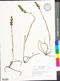 Spiranthes cernua image