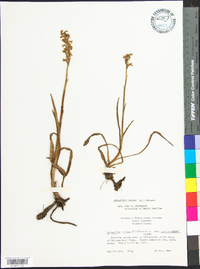 Spiranthes cernua image