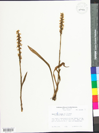 Spiranthes cernua image