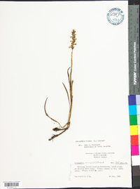 Spiranthes cernua image