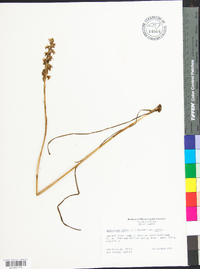 Spiranthes cernua image