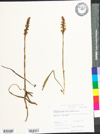 Spiranthes cernua image