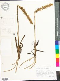 Spiranthes cernua image