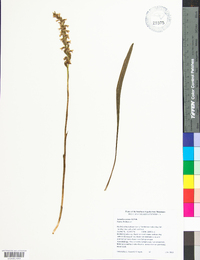 Spiranthes cernua image