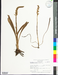 Spiranthes cernua image