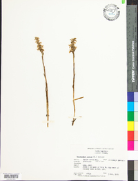 Spiranthes cernua image