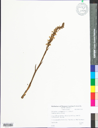 Spiranthes cernua image