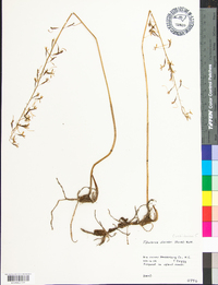 Tipularia discolor image