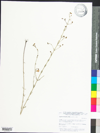 Agalinis obtusifolia image