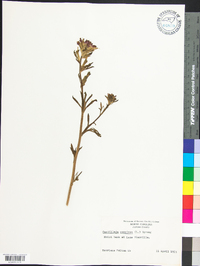 Castilleja coccinea image