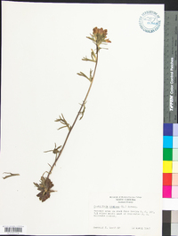 Castilleja coccinea image