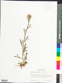 Castilleja coccinea image