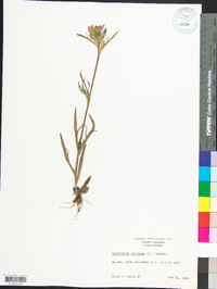 Castilleja coccinea image