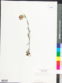 Castilleja coccinea image