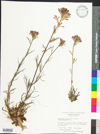 Castilleja coccinea image