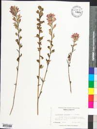 Castilleja coccinea image