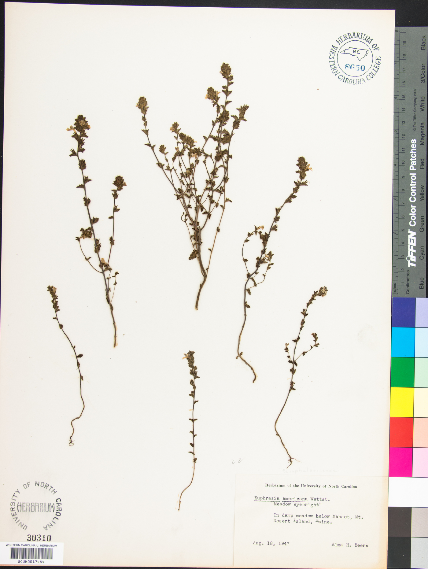 Euphrasia americana image