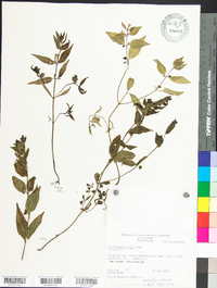 Melampyrum lineare image