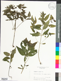 Melampyrum lineare image