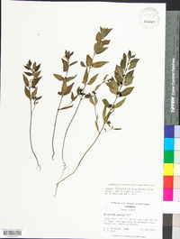 Melampyrum lineare image