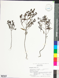 Melampyrum lineare image