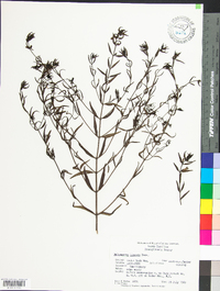 Melampyrum lineare image