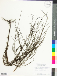 Seymeria cassioides image