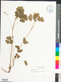 Oxalis grandis image