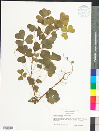 Oxalis grandis image