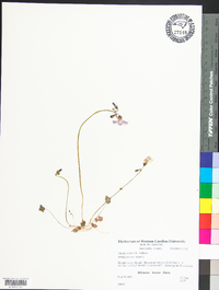 Oxalis articulata image