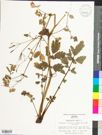 Chelidonium majus image